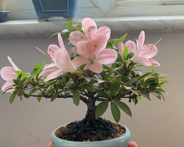 杜鹃花的全面养护（从种植到开花，打造美丽园林）