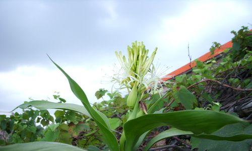 富贵竹的花语（拥抱富贵竹，释放心灵的豪情）