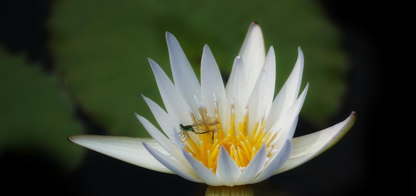 各色睡莲的花语之美（从睡莲的颜色中诠释情感与心境）