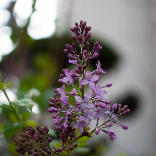 丁香花语——传递爱与祝福的花朵（丁香花语的魅力与涵义）