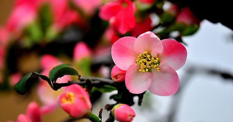 观叶海棠（探寻观叶海棠的花语之美）