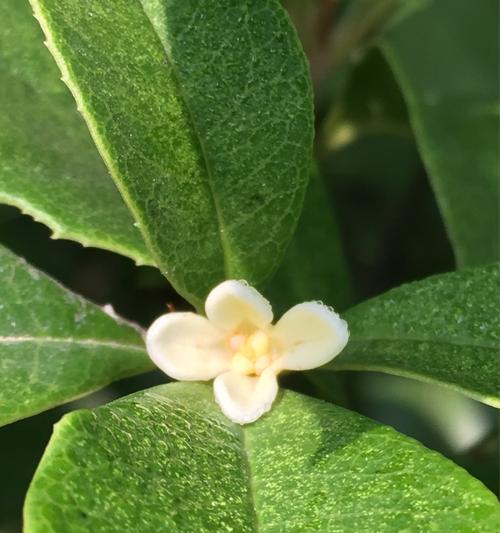 桂花花语的美丽与含义（桂花之于人生的启示）