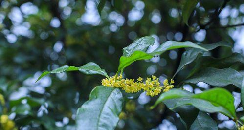 桂花花语之美（探秘桂花花语的深意）