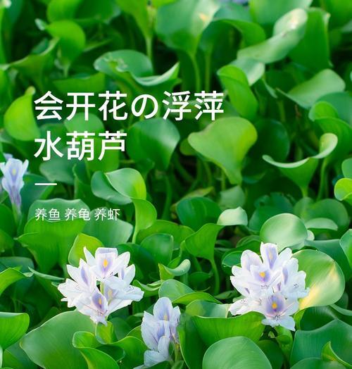 水葫芦养护指南（如何养护水葫芦以获得最佳效果）