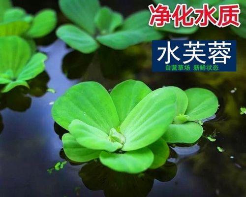 水葫芦养护指南（如何养护水葫芦以获得最佳效果）