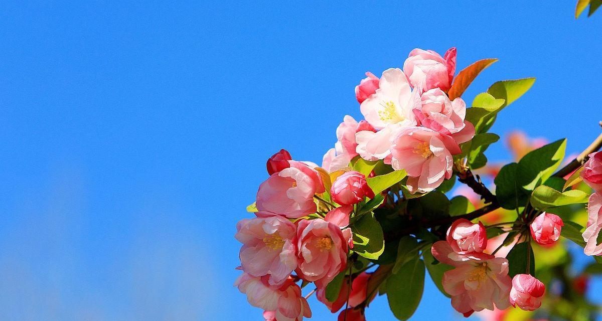 海棠花的花语和美丽传说（探寻海棠花的含义及其神秘故事）