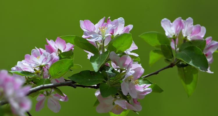 双色海棠的花语与意义（探寻双色海棠的神秘花语，寓意与象征意义解读）