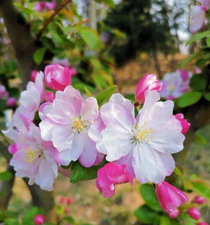 双色海棠的花语与意义（探寻双色海棠的神秘花语，寓意与象征意义解读）