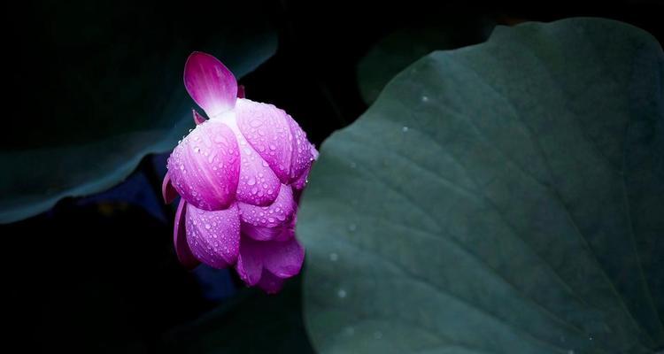 荷花的花语-纯洁与坚强（荷花的花语是什么？探索荷花的象征意义）