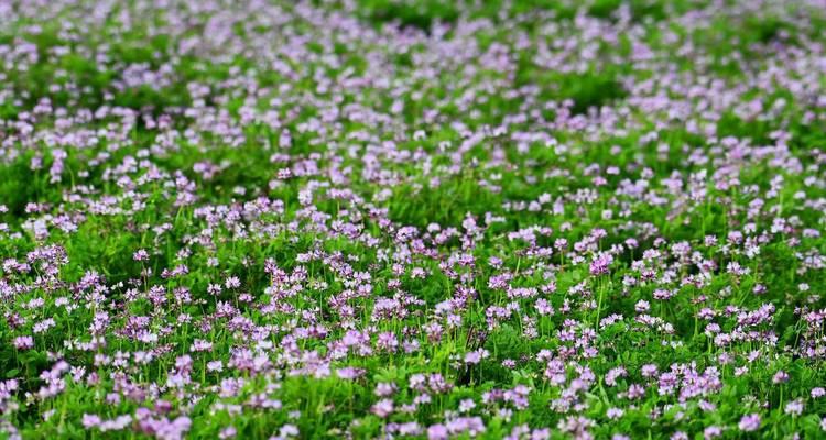 紫云英种植指南（打造美丽花园，学习紫云英种植技巧）