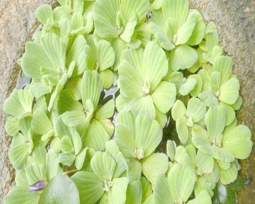 探究水生花卉的魅力（了解水生花卉的种类、特点和养护技巧）