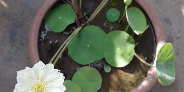 探究水生花卉的魅力（了解水生花卉的种类、特点和养护技巧）