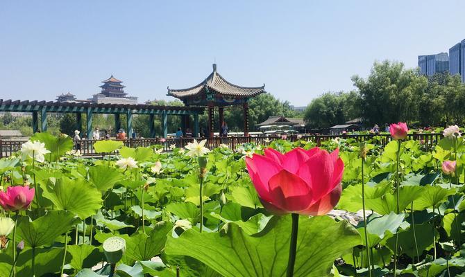 璀璨夏日，缤纷花海（夏天花海的秘密——花儿的生命力与颜值）