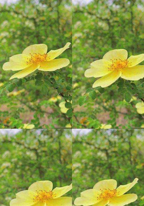 璀璨夏日，缤纷花海（夏天花海的秘密——花儿的生命力与颜值）