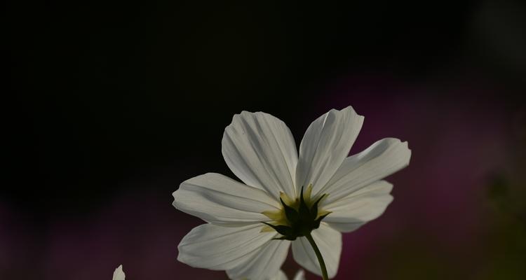 黑色波斯菊花的美丽与寓意（探索黑色波斯菊花的神秘之美）