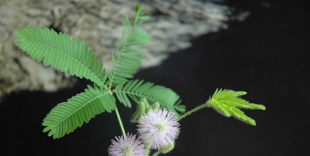 含羞草的养殖方法及注意事项（打造个人花园，从含羞草开始）