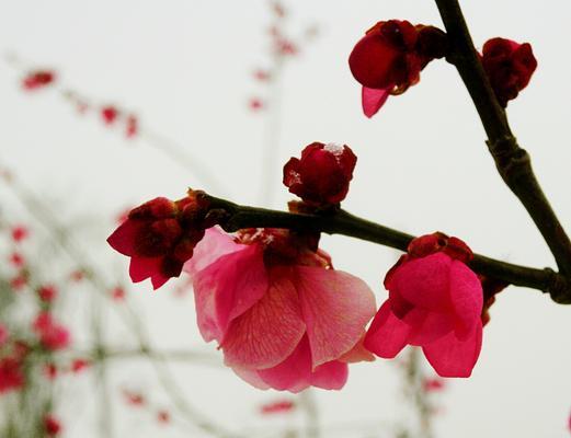 红梅花的花语与象征意义（揭秘红梅花的内涵与美丽）