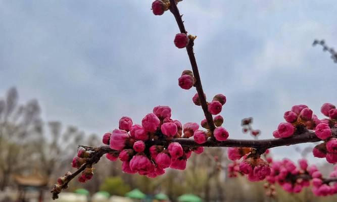 红梅花的花语与象征意义（揭秘红梅花的内涵与美丽）