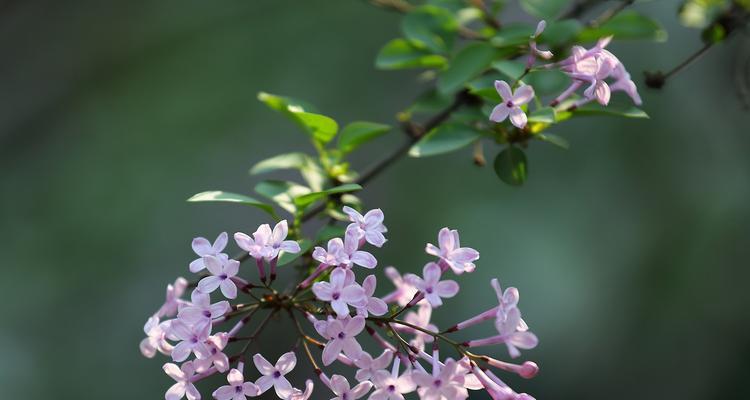 丁香花的多彩世界（探秘丁香花的颜色与含义）