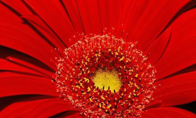 红色菊花赤炎的花语——坚韧与热情（红色菊花）