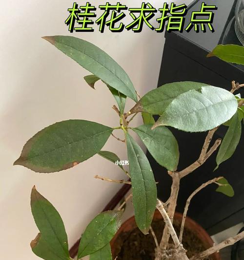 如何正确养护盆栽桂花？（从选购到养护，教你轻松打造芳香园林）