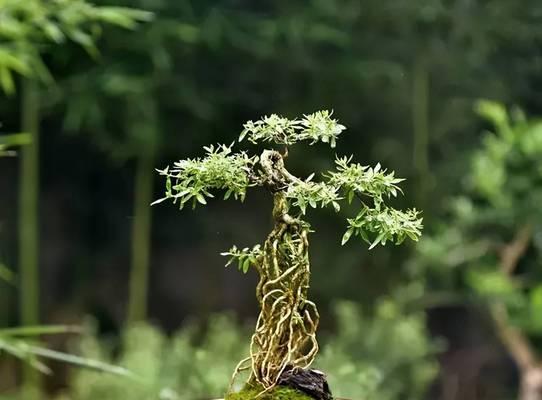 六月雪怎么养？家庭养法大揭秘！（从挑选到养护，让你一步步变成六月雪专家！）