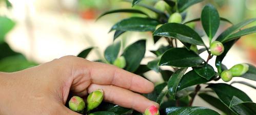 茶花夏天是否开花？（探究茶花的生长特点和饮用价值）