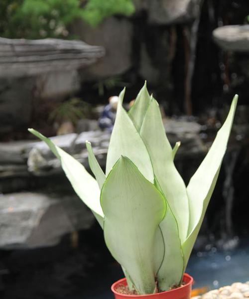 虎皮兰花的花语及其寓意（探寻虎皮兰花背后的秘密，读懂花语的含义）