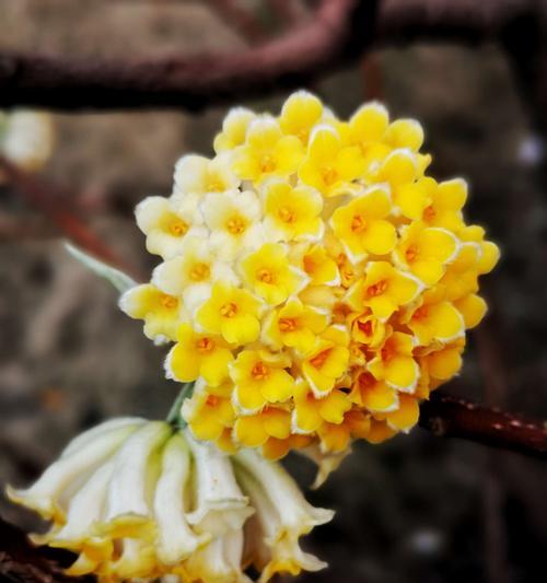 结香花的种植方法（学习如何种植这美丽的花朵）