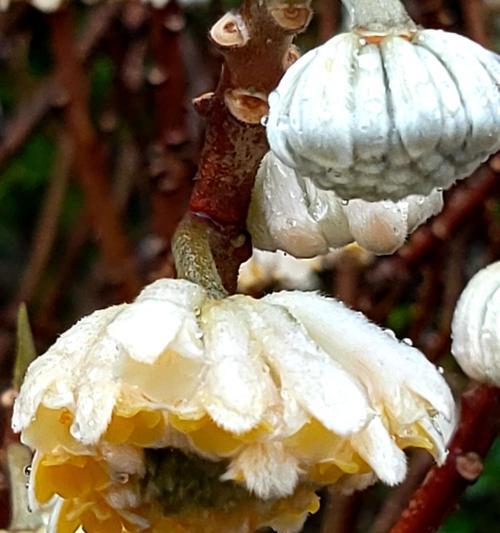 结香花的种植方法（学习如何种植这美丽的花朵）