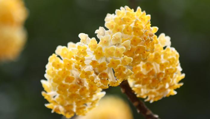 结香花的种植方法（学习如何种植这美丽的花朵）