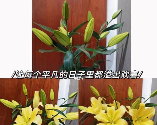 黄金霸百合花语（揭开黄金霸百合花语的奥秘，让你沉浸在它的美丽世界中）