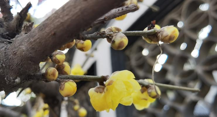 迎接新春的黄腊梅花花语（揭示花开带来的吉祥和温暖）