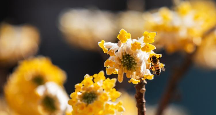 结香花的寓意与风水（用花神保佑家宅吉祥如意）