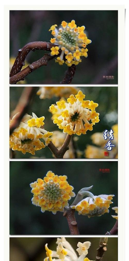 结香花的寓意与风水（用花神保佑家宅吉祥如意）