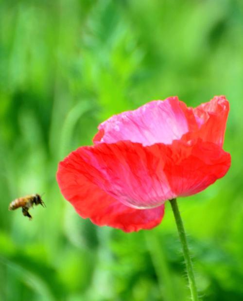 黄色虞美人花语（以花开为语，以心愿为翼，追求生活的无尽可能）