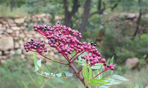 野花椒大桩盆栽，一种能够装点家居的植物（野花椒适合盆栽吗？如何养护？）