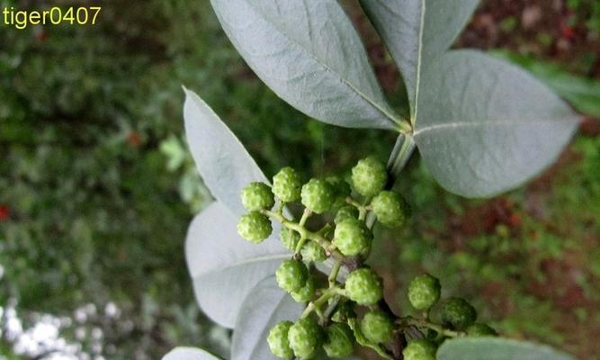 野花椒大桩盆栽，一种能够装点家居的植物（野花椒适合盆栽吗？如何养护？）