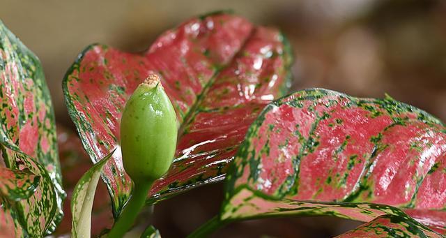 日本万年青的种植方法（从选地到施肥，全面指导万年青种植技巧）