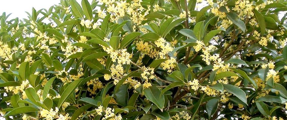 金桂花树的花语与寓意（金桂花树花语解析，传递美好祝福）