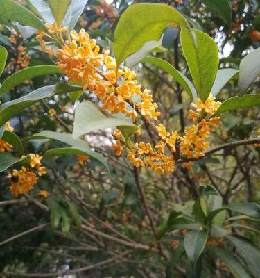 金桂花树的花语与寓意（金桂花树花语解析，传递美好祝福）