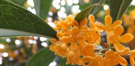 金桂花树的花语与寓意（金桂花树花语解析，传递美好祝福）