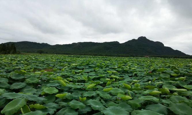 莲藕种植的条件及要点（探索莲藕种植的环境与技巧）