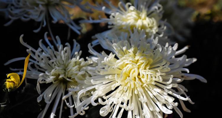 《菊花之色，花语传情》（以菊花的颜色和花语为主题的一篇文章）