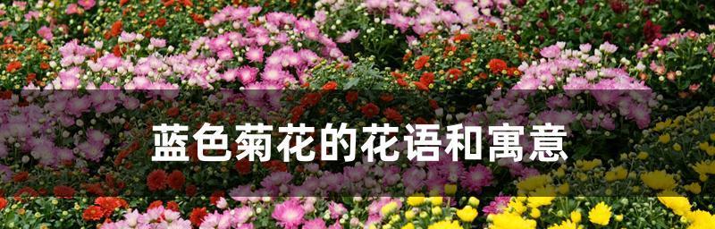 《菊花之色，花语传情》（以菊花的颜色和花语为主题的一篇文章）