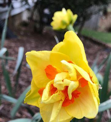 水仙花开花时间及护理方法（春季水仙花怎样才能长得好）