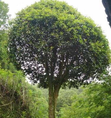 桂花树买哪个品种好？（比较适合家庭种植的桂花品种推荐）