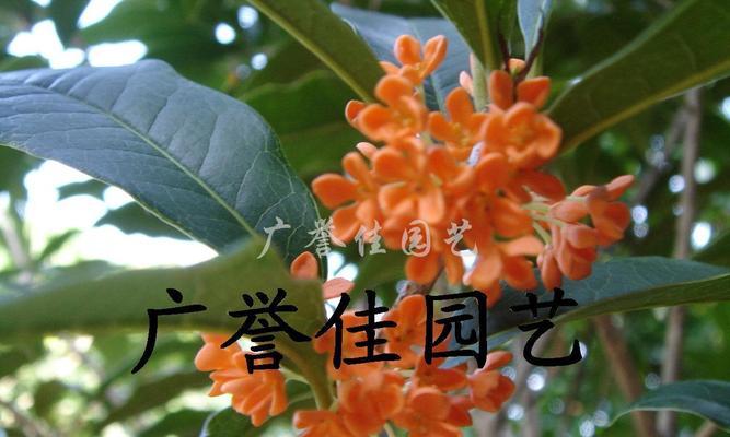 桂花树买哪个品种好？（比较适合家庭种植的桂花品种推荐）