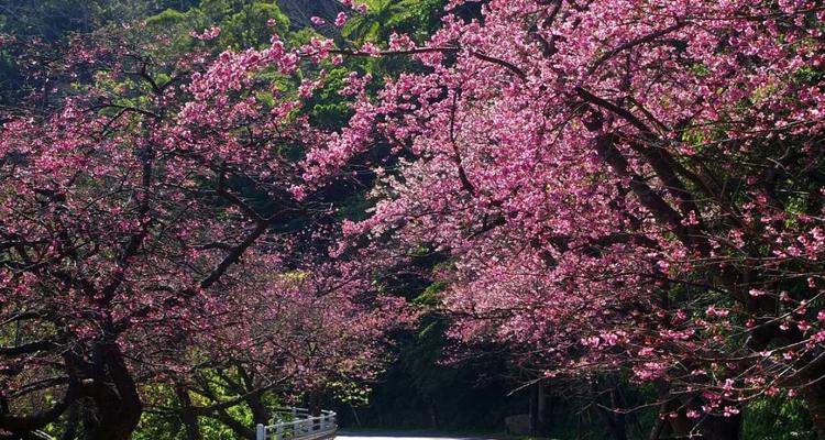 日本樱花开放时间（探寻樱花美景，尽在日本春天）