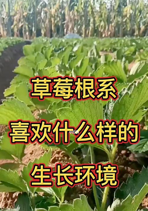 草莓种植指南（打造美味又健康的草莓园）